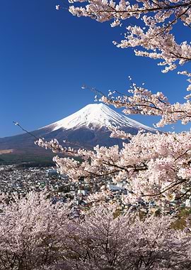 Mount Fuji with Cherry Blossoms