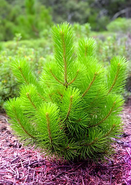 Young Pine Tree Sapling