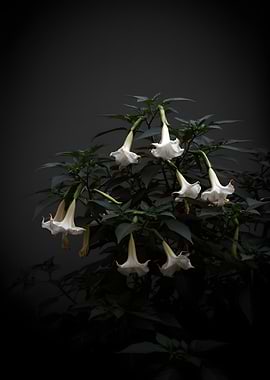 White Angel Trumpet Flowers
