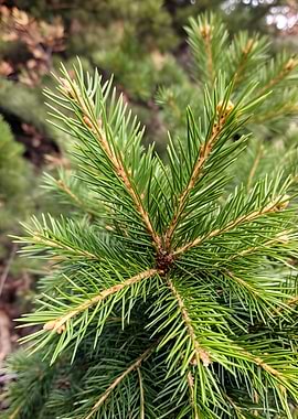 Close-up of a pine tree branch