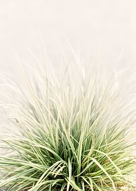 Variegated Ornamental Grass