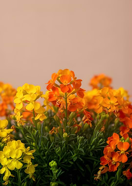 Vibrant Orange and Yellow Flowers