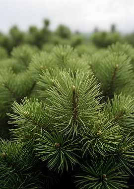 Close-up of Pine Needles