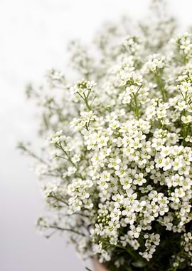 Delicate White Flowers