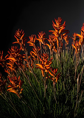 Orange Kangaroo Paws Flowers