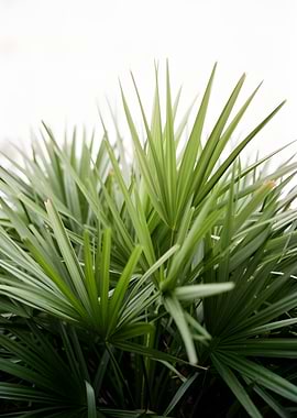 Green Palm Fronds Against White Background