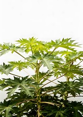 Papaya Tree Leaves