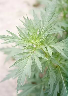 Green Plant with Serrated Leaves