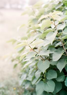 Green Leaves with Soft Light