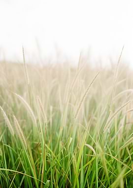 Grasses in soft light