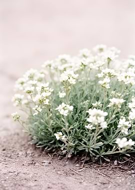 Delicate White Flowers on a Dusty Ground