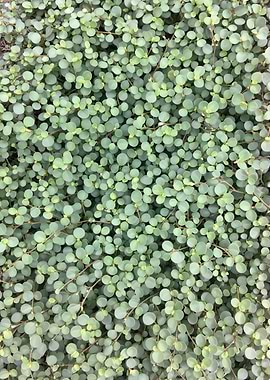 Close-up of Green Ground Cover
