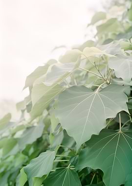Close-up of large green leaves