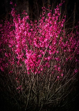 Vibrant Pink Spring Blossoms