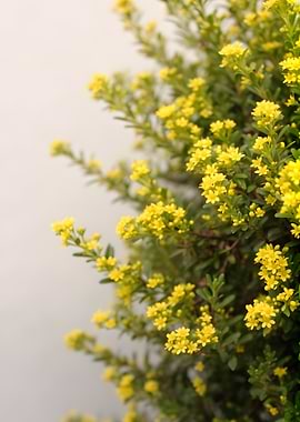 Close-up of Yellow Flowers on a Bush