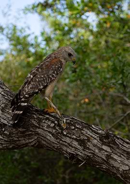 Hawk perched on a tree branch