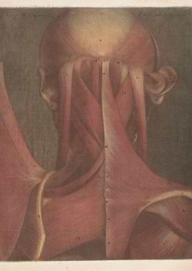 Anatomical Illustration of Neck and Shoulder Muscles