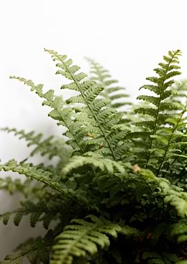 Green Fern Fronds