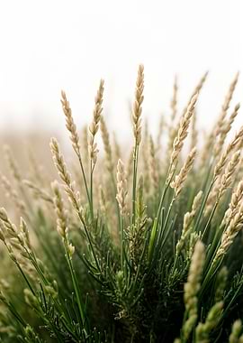 Close-up of Wheat Stalks