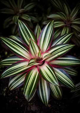 Variegated Plant with Pink Edges