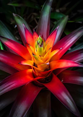 Vibrant Bromeliad Flower