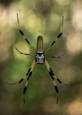 Golden Silk Orb-Weaver Spider