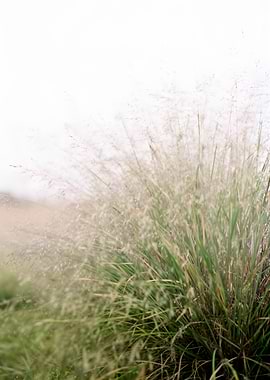Tall Grass in Soft Light