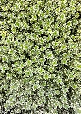 Variegated Green and White Leaves