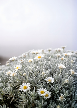 Delicate White Daisies on Silver Foliage