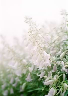 Soft Focus White Bell Flowers
