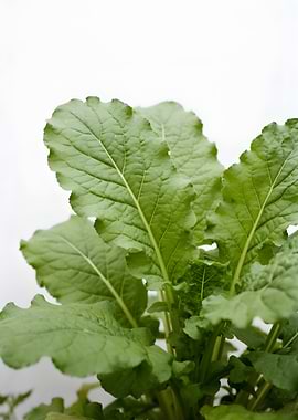 Green Mustard Leaves