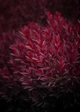 Deep Red Foliage