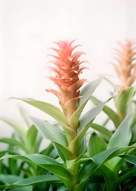 Pink Bromeliad Flower