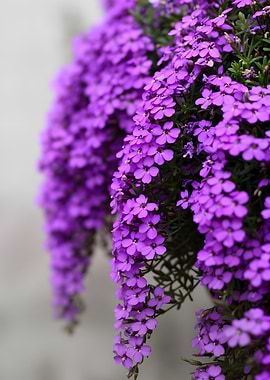 Cascading Purple Flowers