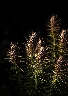 Thorny seed heads in sunlight