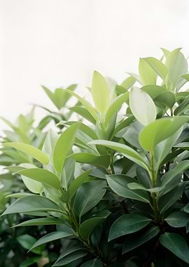 Vibrant Green Leaves Against a White Background