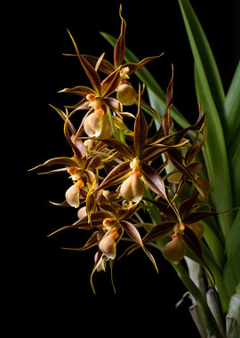 Brown and Yellow Orchids on Black Background