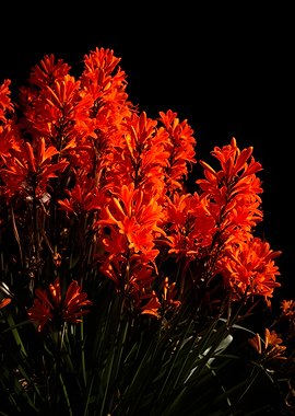 Vibrant Orange Flowers Against Black Background