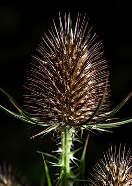 Close-up of a Dried Teasel Head