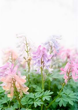 Delicate Corydalis Flowers in Pastel Hues