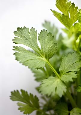 Fresh Green Celery Leaves