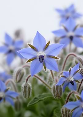 Blue Borage Flowers and Buds