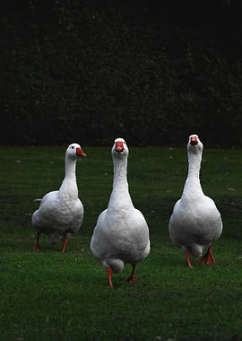Three Geese on a Grassy Field