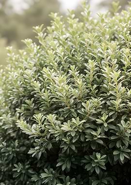 Lush Green Bush with Soft Focus Background