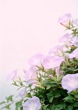 Soft Pink Morning Glory Flowers