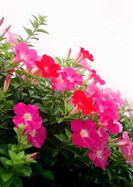 Vibrant Dipladenia Flowers in Bloom