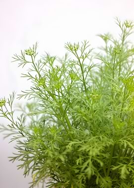 Green Coriander Plant with Buds