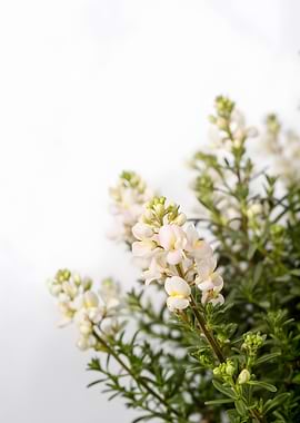 Delicate White Flowers on White Background