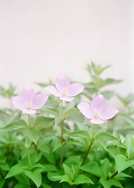 Delicate Pink Flowers in Bloom