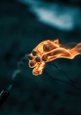 Flower on fire with torch